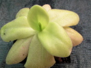 colimensis x moctezumae colimensis x moctezumae