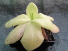 colimensis x moctezumae colimensis x moctezumae