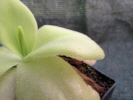 colimensis x moctezumae colimensis x moctezumae
