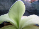 colimensis x moctezumae colimensis x moctezumae