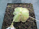 gracilis x emarginata gracilis x emarginata
