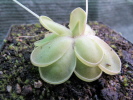 gracilis x emarginata gracilis x emarginata