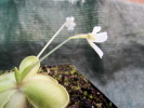 gracilis x emarginata gracilis x emarginata