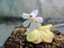 gracilis x emarginata gracilis x emarginata