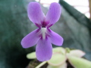 spec. ANPA D spec. ANPA D