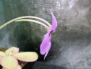 spec. ANPA D spec. ANPA D