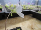 cv. BCP "Crystal" cv. BCP "Crystal"