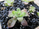 cv. BCP "Crystal" cv. BCP "Crystal"