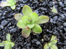 cv. BCP "Crystal" cv. BCP "Crystal"