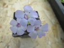 rotundiflora rotundiflora