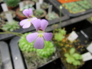 jaumavensis jaumavensis