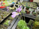 jaumavensis jaumavensis