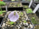 ehlersiae x immaculata ehlersiae x immaculata