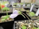ehlersiae x immaculata ehlersiae x immaculata