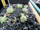 esseriana Minos des Asbestos esseriana Minos des Asbestos