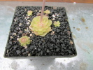 ehlersiae IXMIQUILPAN ehlersiae IXMIQUILPAN
