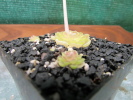ehlersiae IXMIQUILPAN ehlersiae IXMIQUILPAN
