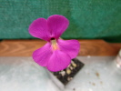 ehlersiae IXMIQUILPAN ehlersiae IXMIQUILPAN