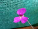 ehlersiae IXMIQUILPAN ehlersiae IXMIQUILPAN