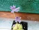 emarginata emarginata