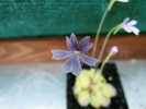 emarginata emarginata