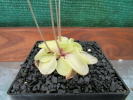 emarginata emarginata