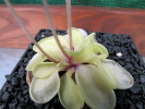 emarginata emarginata