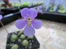 debbertiana x jaumavensis debbertiana x jaumavensis