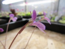 debbertiana x jaumavensis debbertiana x jaumavensis