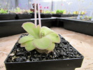 agnata scented flower agnata scented flower