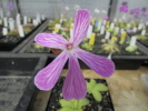 moranensis Superba moranensis Superba