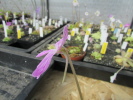 moranensis Superba moranensis Superba