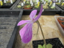 moranensis Superba moranensis Superba