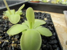 moranensis Superba moranensis Superba