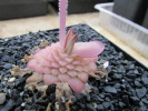 laueana SP1 laueana SP1