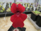 laueana geranium flower Klon 2 laueana geranium flower Klon 2