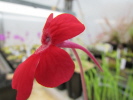 laueana geranium flower Klon 2 laueana geranium flower Klon 2