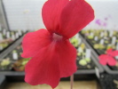 laueana red flower yellow palate laueana red flower yellow palate