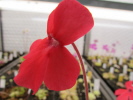 laueana red flower yellow palate laueana red flower yellow palate