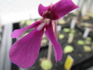 moranensia var. orchidioides moranensia var. orchidioides
