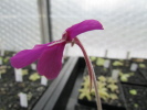 moranensia var. orchidioides moranensia var. orchidioides
