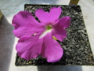 colimensis colimensis