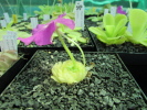 colimensis colimensis