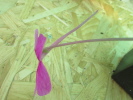 hemiephytica P461 hemiephytica P461