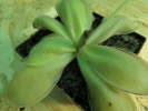 hemiephytica P461 hemiephytica P461