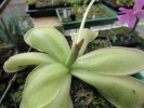 hemiephytica P461 hemiephytica P461