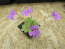 spec. Tolantongo x rectifolia spec. Tolantongo x rectifolia