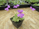 spec. Tolantongo x rectifolia spec. Tolantongo x rectifolia