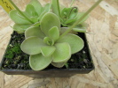 spec. Tolantongo x rectifolia spec. Tolantongo x rectifolia