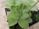 spec. Tolantongo x rectifolia spec. Tolantongo x rectifolia